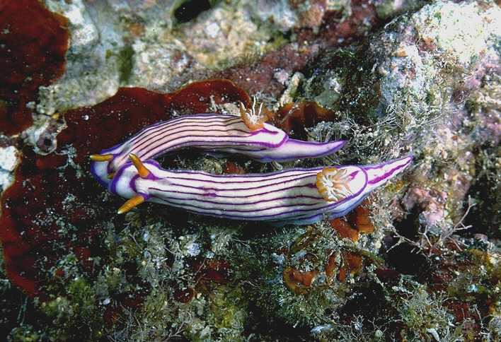 Hypselodoris maridadilus